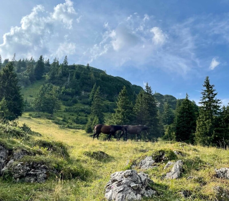 Reiturlaub im Chalet am Arlberg in Österreich – Reiten in den Bergen – einzigartiges Erlebnis mit den Pferden