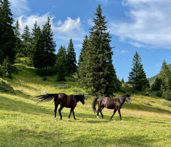 Sommerurlaub in Österreich am Arlberg - Reiten in den Bergen