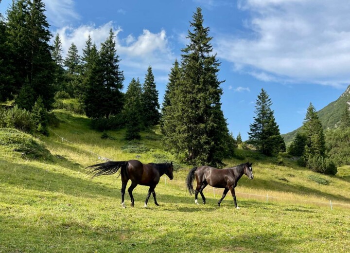 Sommerurlaub in Österreich am Arlberg - Reiten in den Bergen