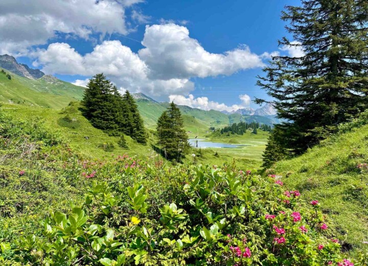 Sommerurlaub am Kalbelesee - Der natürliche Hochgebirgssee liegt neben dem Hochtannbergpass und liegt auf 1.653 m Höhe - Fläche 2,4 ha und 4,5 m Tiefe