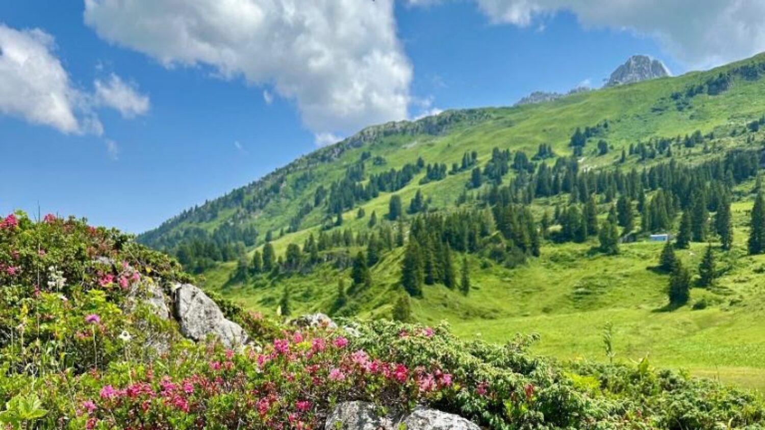 Sommer am Arlberg - Sommerurlaub in den Bergen - einzigartige Natur - traumhaft schöne Wanderwege - für Familien geeignet